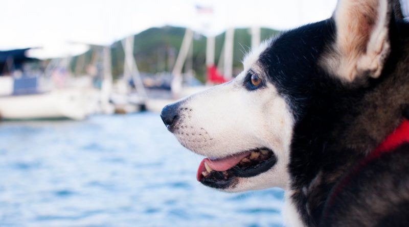 tips-sailing-with-dogs